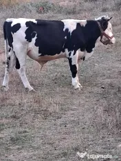 Vițel rasa holstein 