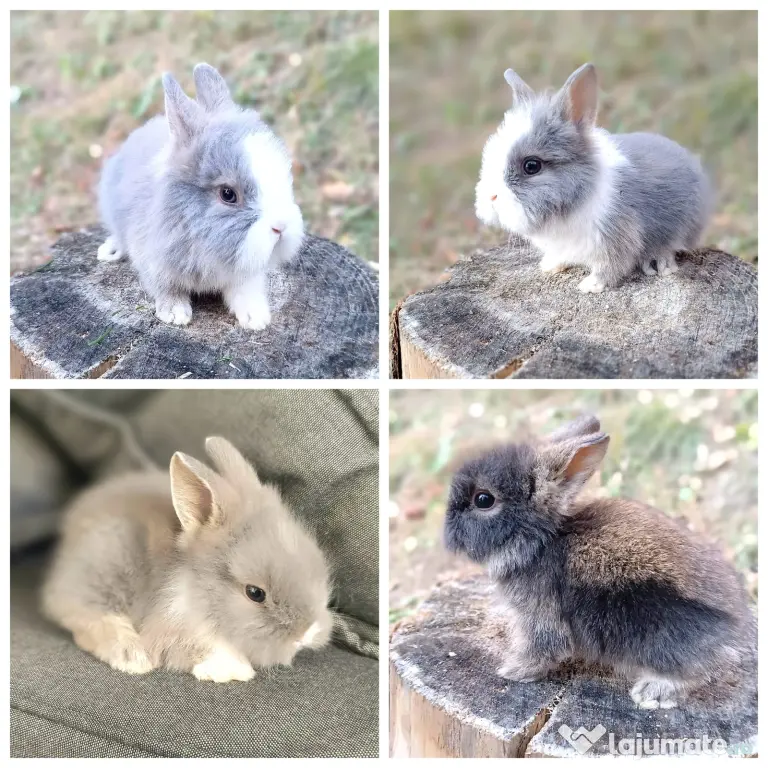 Vand pui iepuri cap de leu iepurasi pitici de companie