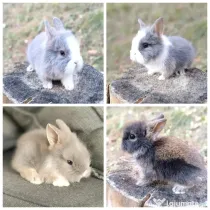 Vand pui iepuri cap de leu iepurasi pitici de companie