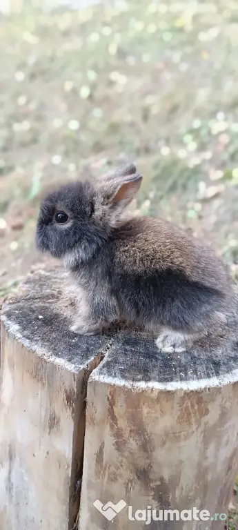 Vand pui iepuri cap de leu iepurasi pitici de companie