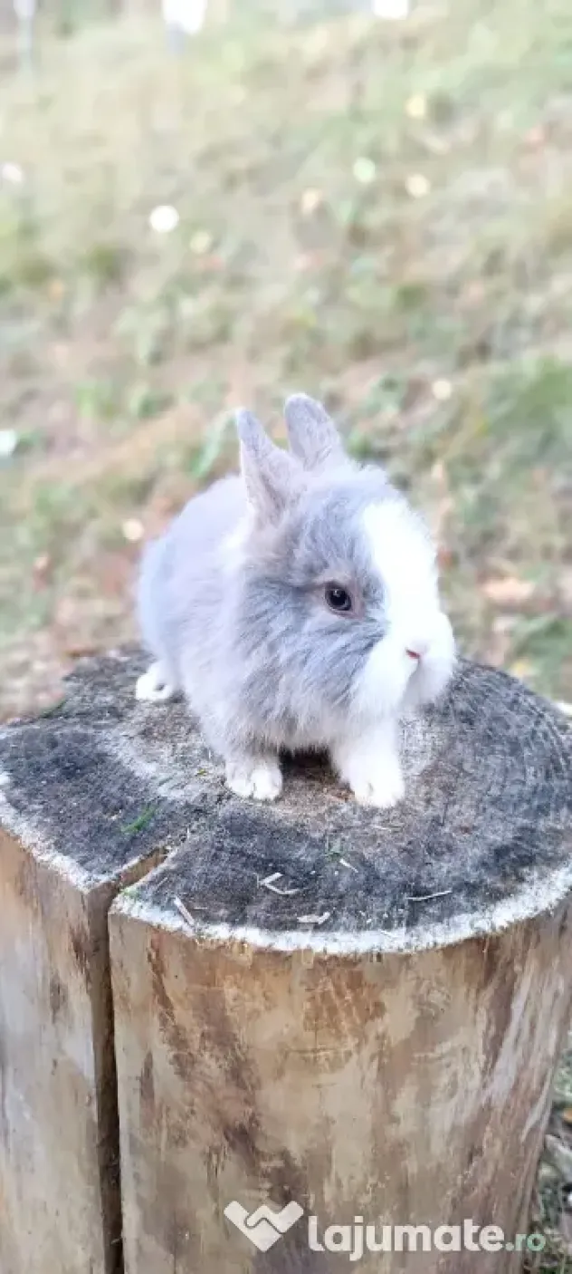 Vand pui iepuri cap de leu iepurasi pitici de companie