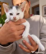 Pisoiasi metisi British cu Angora 