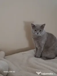 British Shorthair Liliac 