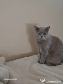 British Shorthair Liliac