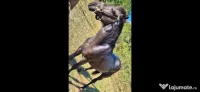 Vând armăsar in varsta de 2 ani jumătate 