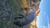 Vând armăsar in varsta de 2 ani jumătate 