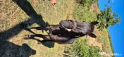 Vând armăsar in varsta de 2 ani jumătate 