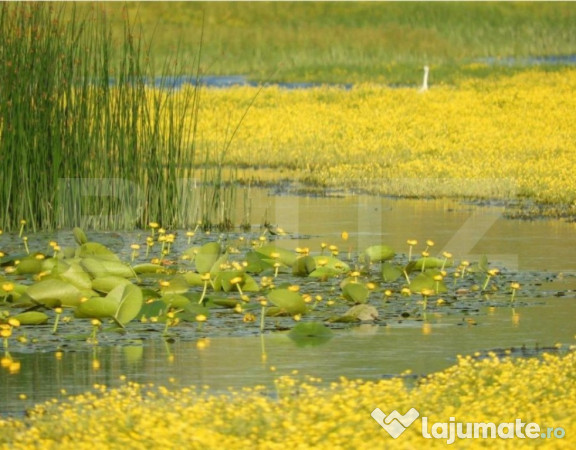 Teren, 120000mp, Insula Calinovat, Moldova Noua