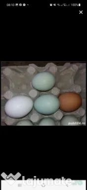 Ouă araucana și ameraucana pentru incubat