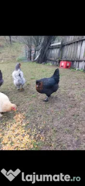 Ouă araucana și ameraucana pentru incubat