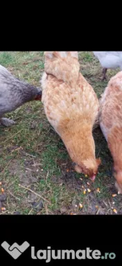Ouă araucana și ameraucana pentru incubat