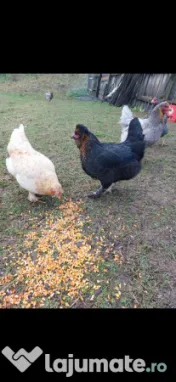 Ouă araucana și ameraucana pentru incubat