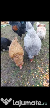 Ouă araucana și ameraucana pentru incubat