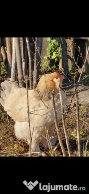 Ouă araucana și ameraucana pentru incubat