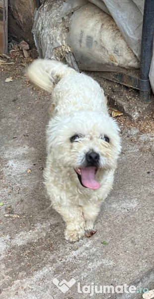 Metis bichon pui, gratuit