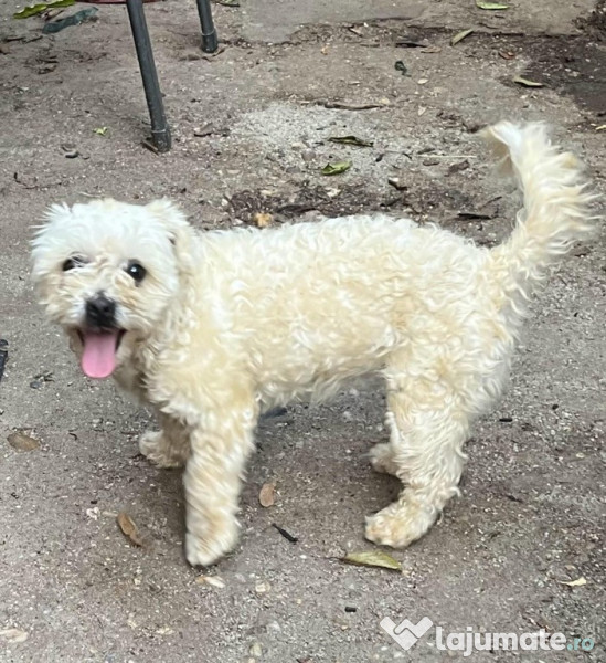 Metis bichon pui, gratuit
