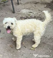 Metis bichon pui, gratuit 