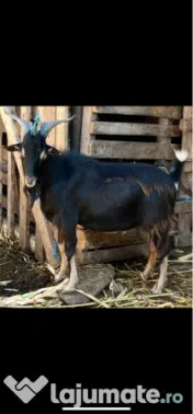 Țap alpin francez 