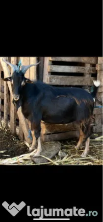 Țap alpin francez