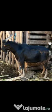 Țap alpin francez 