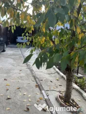 Casă Vladesti Țarina 