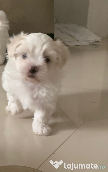 Bichon maltez mini toy