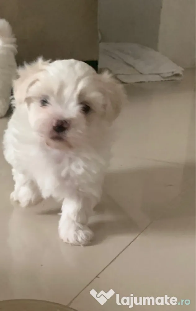Bichon maltez mini toy