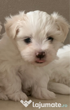 Bichon maltez mini toy