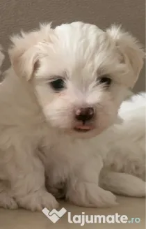 Bichon maltez mini toy