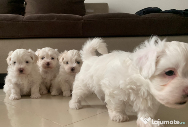 Bichon maltez mini toy
