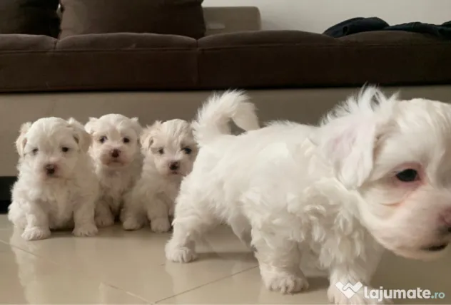 Bichon maltez mini toy