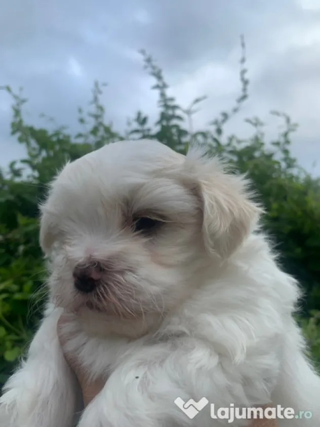 Bichon maltez mini toy