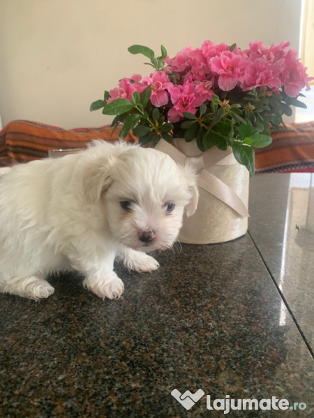 Bichon maltez mini toy
