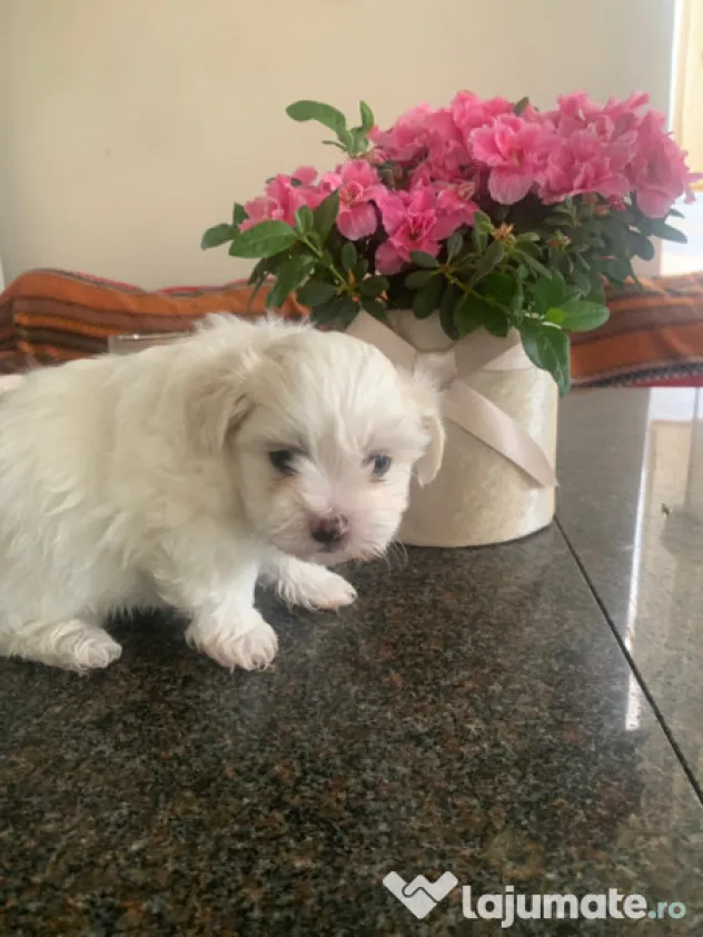 Bichon maltez mini toy