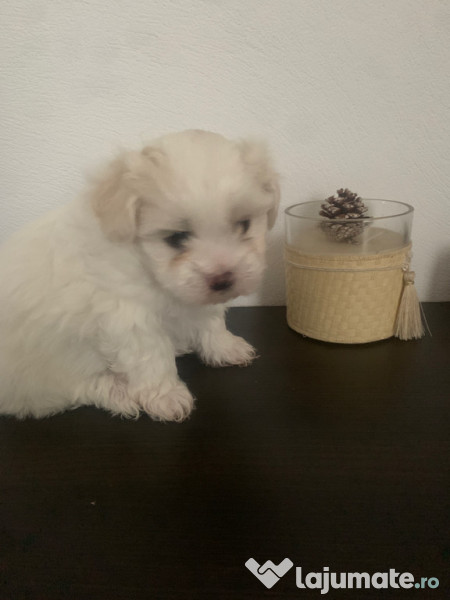 Bichon maltez mini toy
