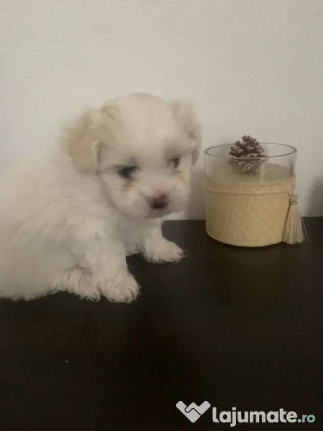 Bichon maltez mini toy