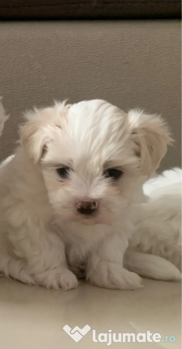 Bichon maltez mini toy