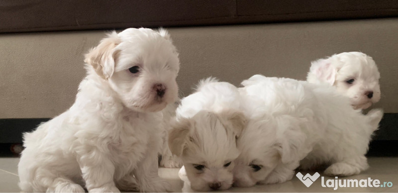 Bichon maltez mini toy
