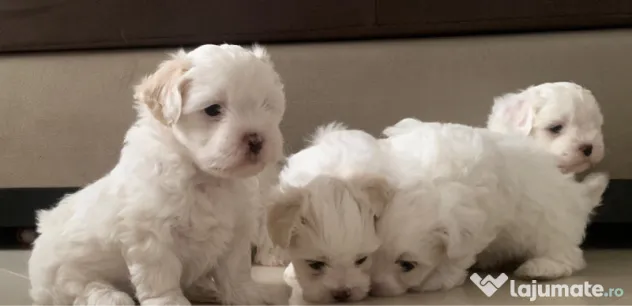 Bichon maltez mini toy