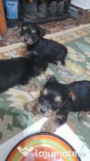 Yorkshire terrier rasa pura 