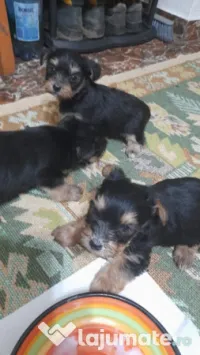 Yorkshire terrier rasa pura