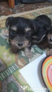 Yorkshire terrier rasa pura 