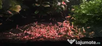 Creveti acvariu Crystal Red