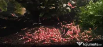 Creveti acvariu caridina Crystal Red