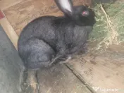 Iepuri doua femele 