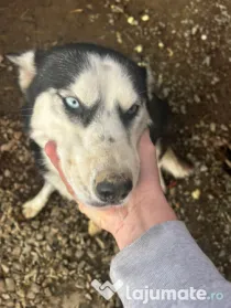 Husky siberian donez