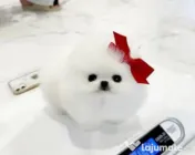 Pomeranian talie mica rasă pura 