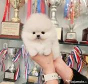 Pomeranian talie mica rasă pura 