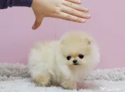 Pomeranian talie mica rasă pura 