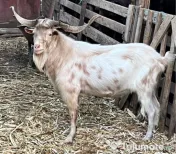 Tapi tineri frumosi buni 